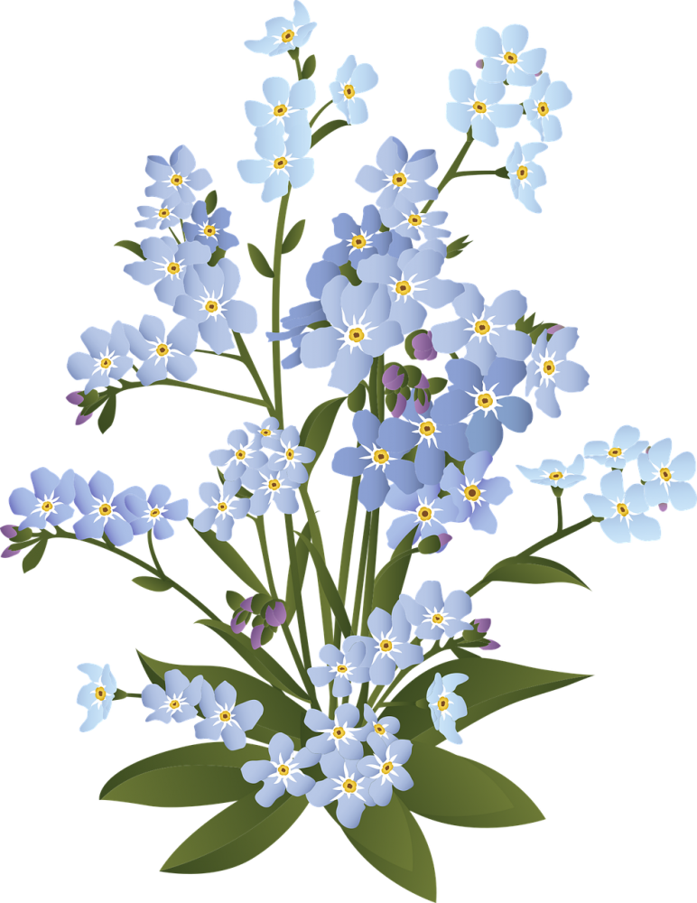 forget-me-not-6009034_1280-pixabay-okattanvan.png